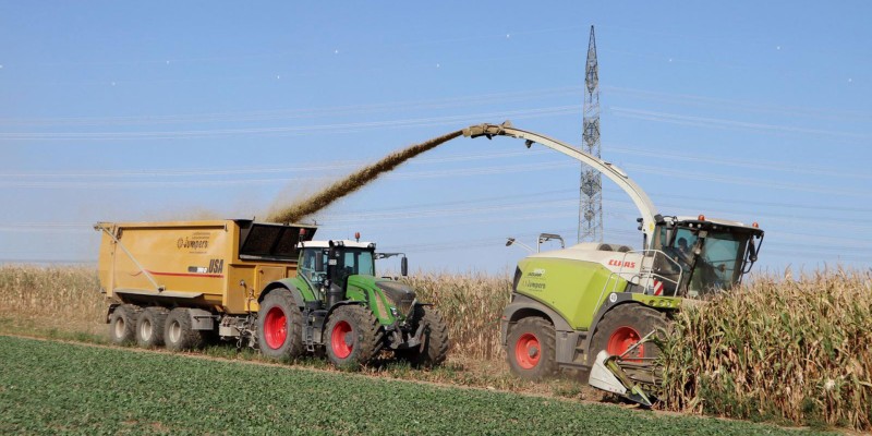 Landwirtschaftliche Erntemaschine häckselt Mais und übergibt das Erntegut an einen Traktor mit Anhänger auf dem Feld